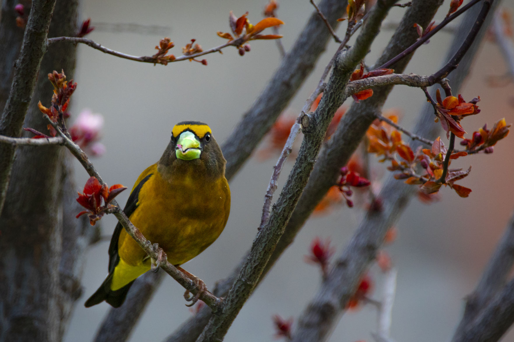 Yellow bird